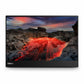 Monitor Lenovo 63FDUAT6WL 14"