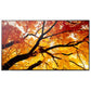 Videowall Monitor Sharp 60006057 4K Ultra HD 74,5"